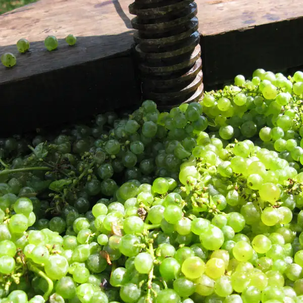 Uva bianca appena pressata nel torchio