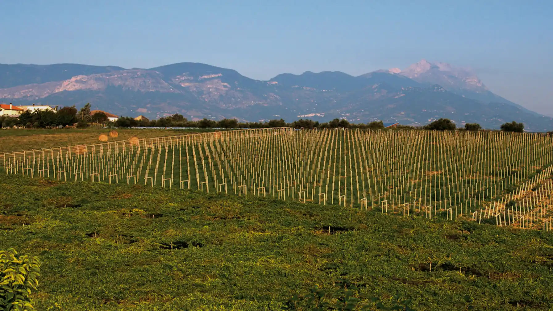 I filari della Cantina Falon a Rosciano, con la Majella sullo sfondo