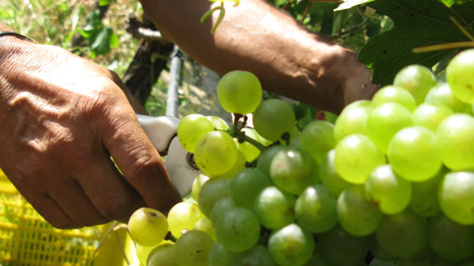 Mani che raccolgono grappoli durante la vendemmia